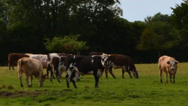 QUE MANGENT LES VACHES LORSQUE LHIVER ARRIVE 1