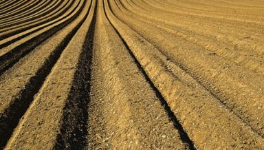 QUE REPRÉSENTE LE MAÏS DANS LAGRICULTURE