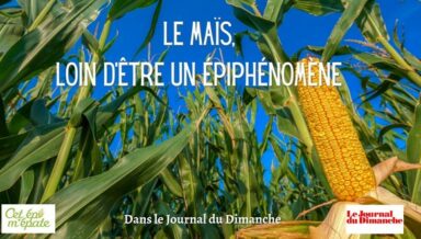publi-le-maïs-epiphénomène-JDD20201018