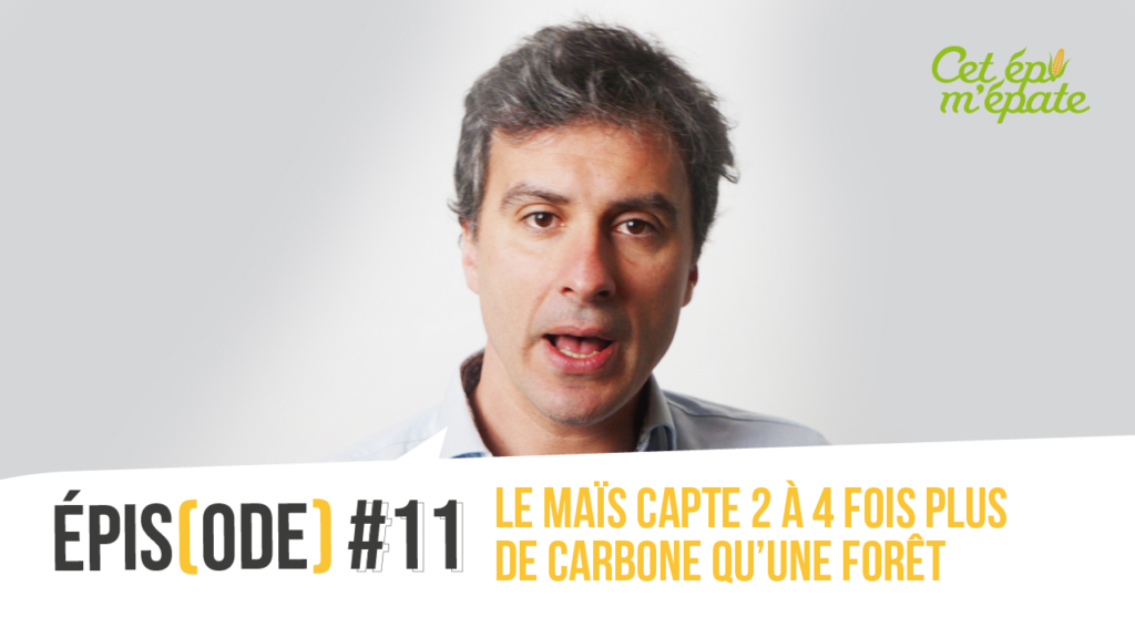 le maïs capte du carbone